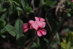 Indigofera punctata