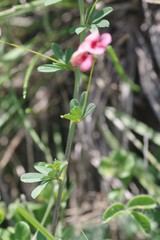 Indigofera punctata