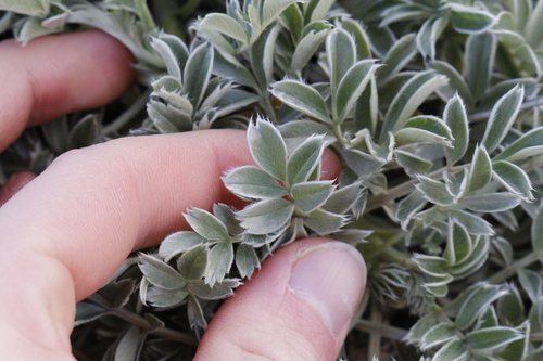 Acaena splendens, photograph 3