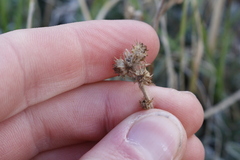 Acaena splendens, photograph author not stated, no rights reserved