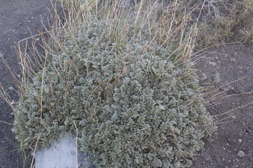 Acaena splendens, photograph 1