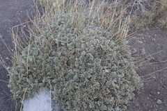 Acaena splendens, photograph author not stated, no rights reserved