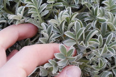 Acaena splendens