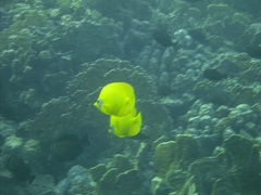 Chaetodon semilarvatus