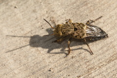 Ontholestes tessellatus