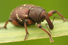 Hylobius transversovittatus