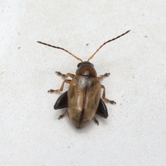 Psylliodes affinis