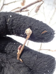 Dasineura serrulatae