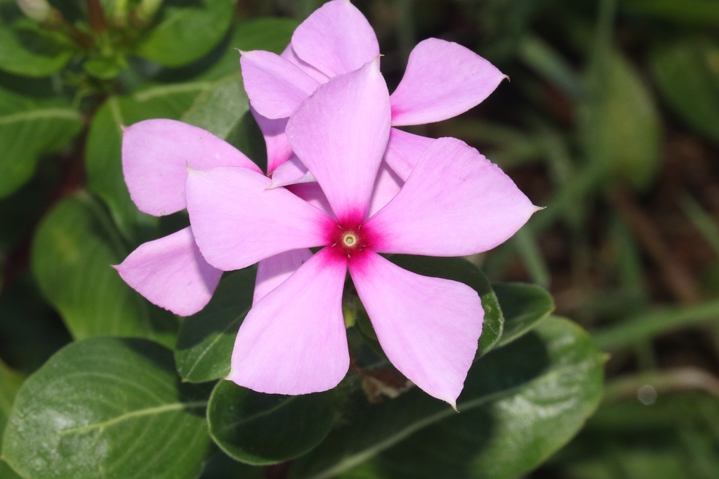 Catharanthus roseus