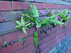 Asplenium scolopendrium