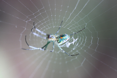 Leucauge