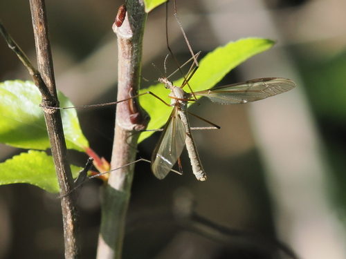 Unknown species found near Santa Cruz County, CA, USA