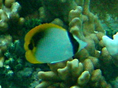 Chaetodon lineolatus