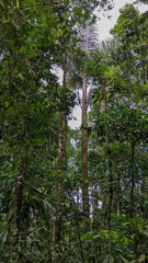 Dictyocaryum lamarckianum, photograph (c) Tom Field, some rights reserved (CC BY)