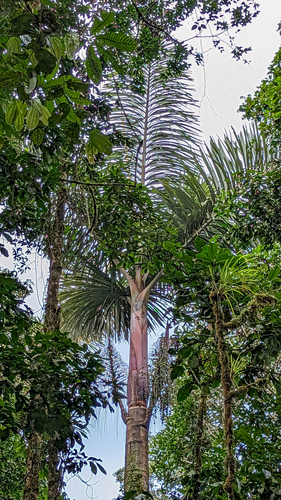 Dictyocaryum lamarckianum, photograph 3