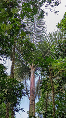 Dictyocaryum lamarckianum, photograph (c) Tom Field, some rights reserved (CC BY)