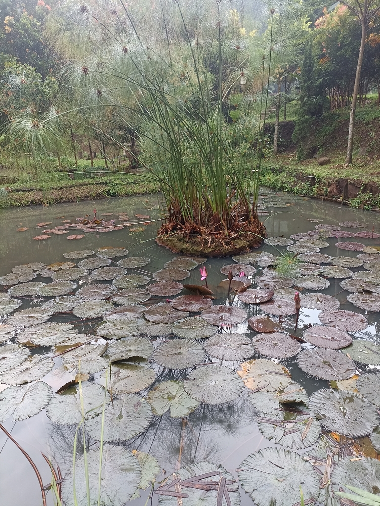 Nymphaea rubra (Nymphaea rubra)