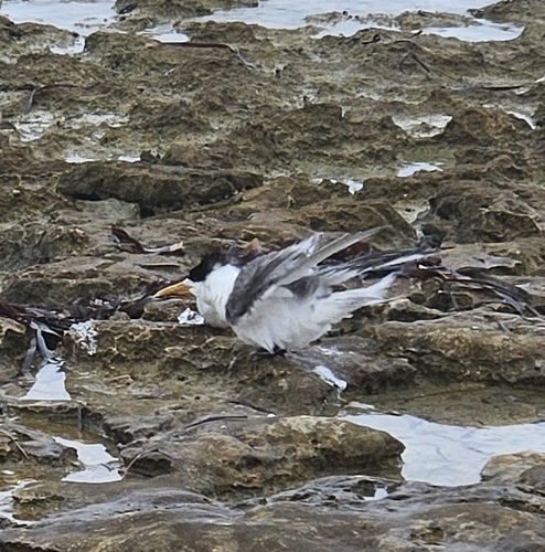 Great Crested Tern