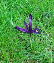 Iris reticulata