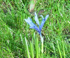 Iris reticulata