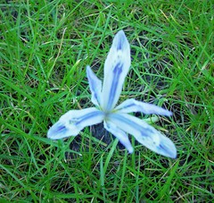 Iris reticulata