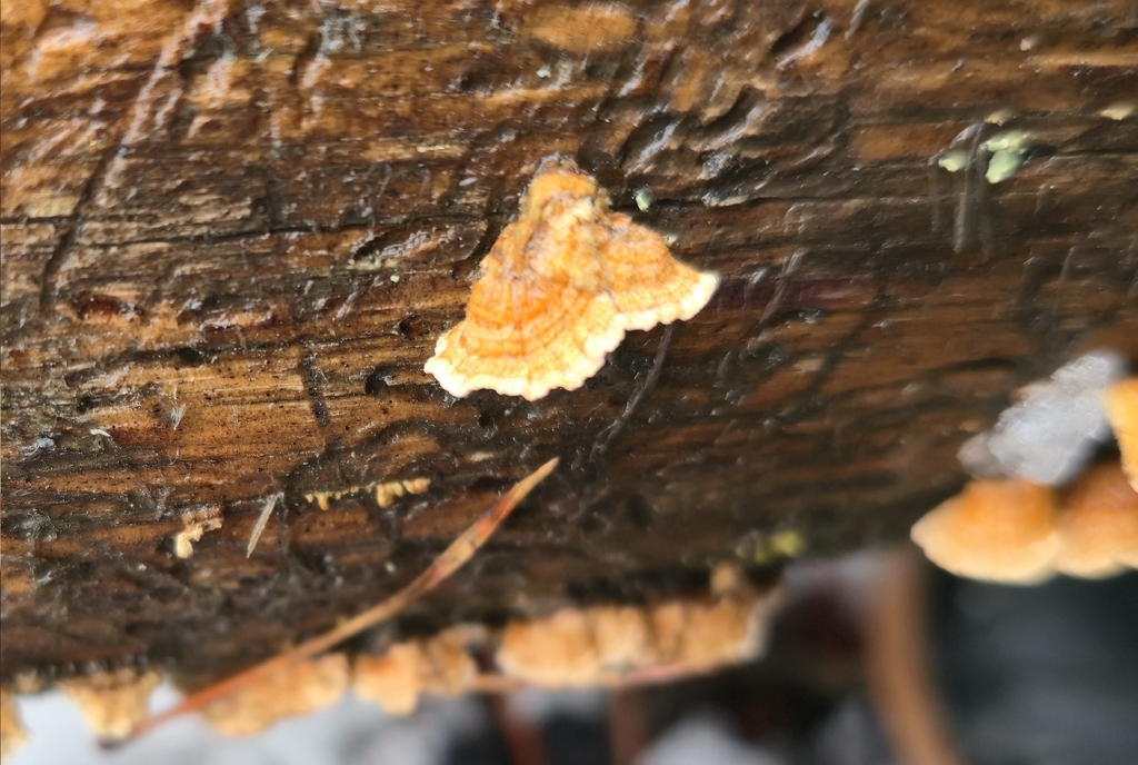 Stereum sanguinolentum · March 2026 · photo: © leannestacy (iNaturalist, cc0)