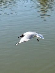 Chroicocephalus ridibundus