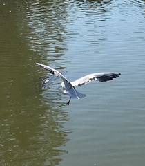 Chroicocephalus ridibundus