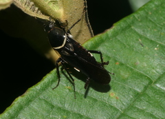 Pseudomops albostriatus