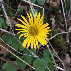 Doronicum × excelsum