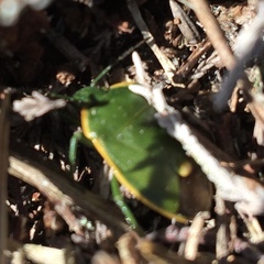 Chlorochroa juniperina