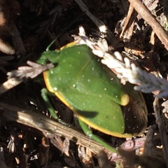 Chlorochroa juniperina