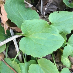 Doronicum × excelsum