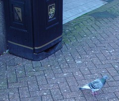 Columba livia domestica