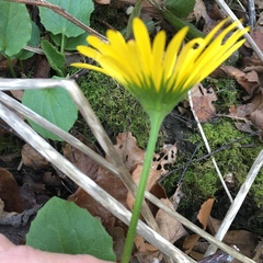 Doronicum × excelsum