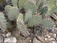 Opuntia arizonica