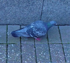 Columba livia domestica