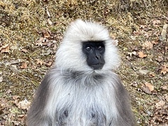 Nepal Gray Langur photo 3