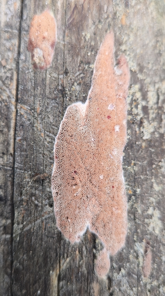 Ceriporia purpurea