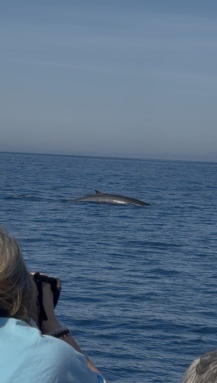 Balaenoptera physalus