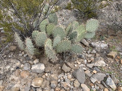 Opuntia arizonica