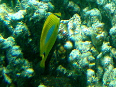 Chaetodon plebeius