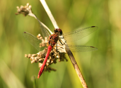 Sympetrum sanguineum