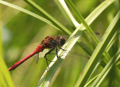 Sympetrum sanguineum