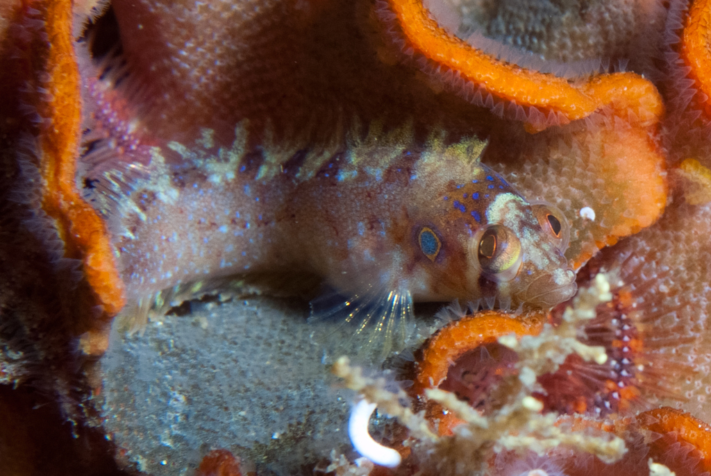 Deepwater klipfish (Pavoclinus profundus) — Clinidae