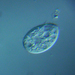 Tetrahymena - Photo (c) Picturepest, osa oikeuksista pidätetään (CC BY)