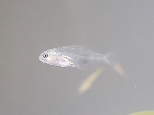 Pinfish (Lagodon rhomboides) — Sparidae — 4