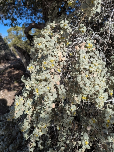 Roundleaf buffaloberry (Shepherdia rotundifolia)