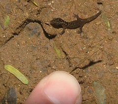 Sphaerodactylus
