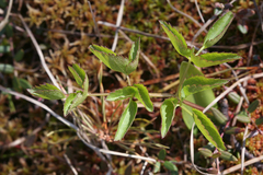Ostericum palustre